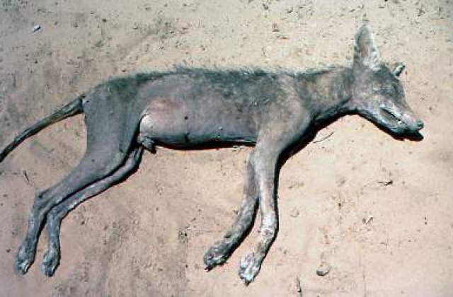 A fost elucidat misterul "Chupacabra"