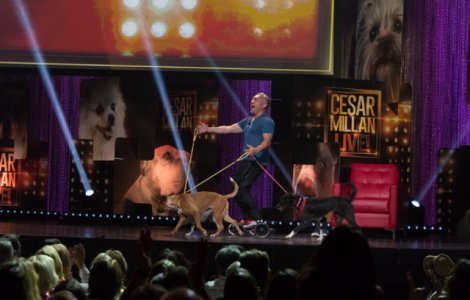 Au inceput inscrierile pentru selectia cainilor care vor fi pe scena alaturi de Cesar Millan la Bucuresti