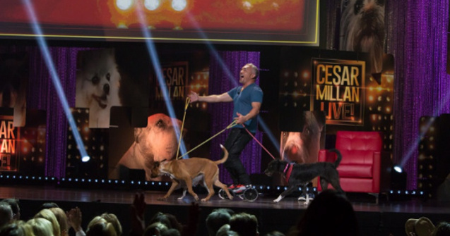 Au inceput inscrierile pentru selectia cainilor care vor fi pe scena alaturi de Cesar Millan la Bucuresti