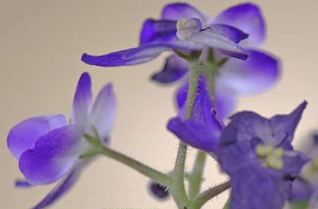 Prima expozitie de violete africane, la Institutul Geologic al Romaniei