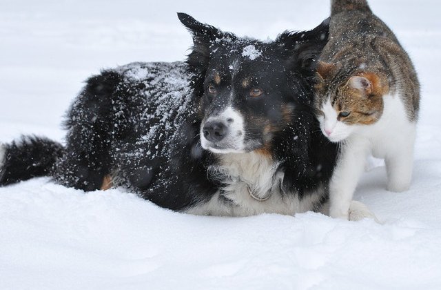 6 lectii de viata valoroase pe care le putem invata de la animale