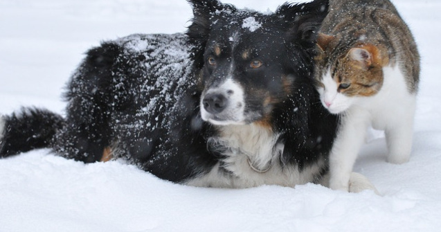 6 lectii de viata valoroase pe care le putem invata de la animale