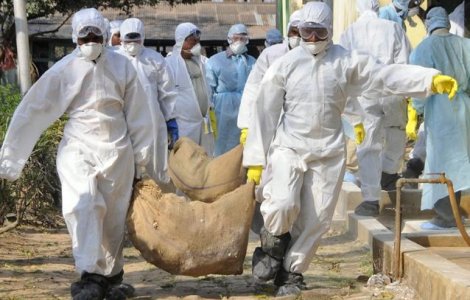 Constanta: Suspiciune de gripa aviara in doua gospodarii taranesti