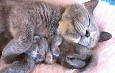  Top  Cele mai simpatice animale, in 10 poze adorabile