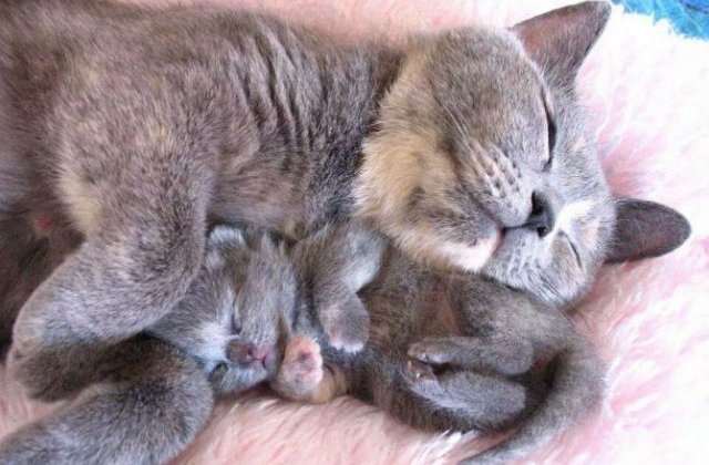 Cele mai simpatice animale, in 10 poze adorabile