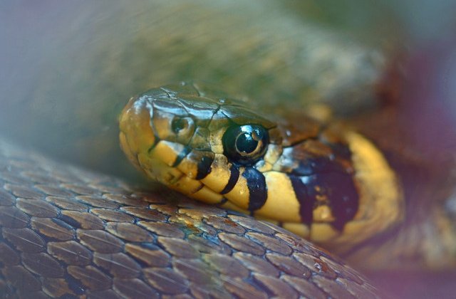 Serpii sunt surzi? Afla 10+1 curiozitati din lumea animalelor