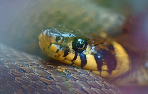  Top  Serpii sunt surzi? Afla 10+1 curiozitati din lumea animalelor