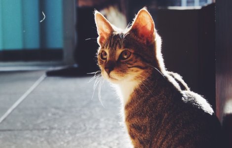 Pisica-erou: si-a salvat stapanii dintr-un incendiu