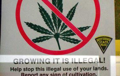 Bucuresti: Consum de etnobotanice in curtea scolii