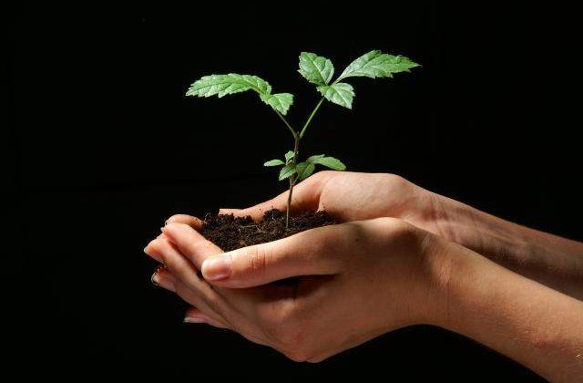 Adio medicina naturista: UE va interzice medicamentele pe baza de plante