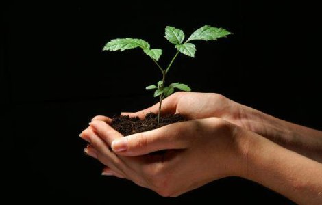 Adio medicina naturista: UE va interzice medicamentele pe baza de plante