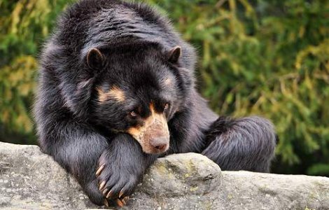 Rusia: Ursii flamanzi au inceput sa caute hrana in morminte