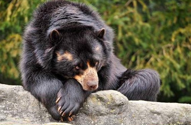 Rusia: Ursii flamanzi au inceput sa caute hrana in morminte