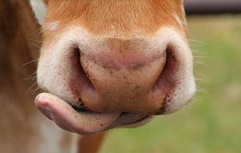 Elvetia: De acum, se poate inchiria o vaca numai de placere