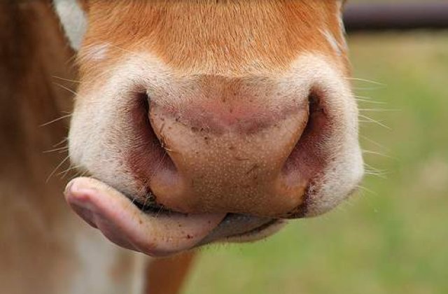 Elvetia: De acum, se poate inchiria o vaca numai de placere