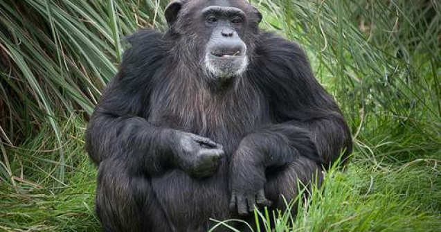 Si cimpanzeii prefera sa foloseasca mana dreapta