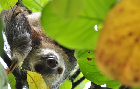  Video  Doi pui de lenesi care par sa poarte o conversatie, filmati
