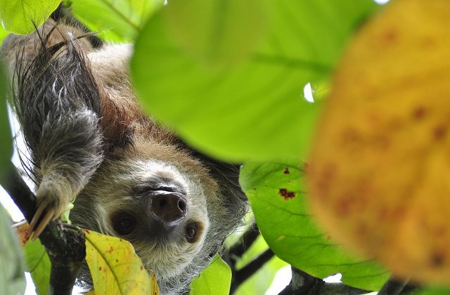 [Video] Doi pui de lenesi care par sa poarte o conversatie, filmati