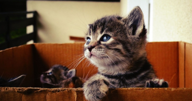  Top  Top 15 fotografii superbe care surprind inocenta puilor de animale