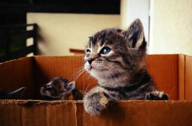 Top 15 fotografii superbe care surprind inocenta puilor de animale