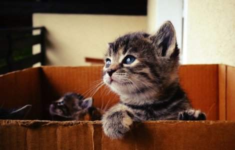  Top  Top 15 fotografii superbe care surprind inocenta puilor de animale
