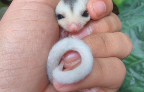  Top  Gingasie fara margini. 10 imagini cu pui de animale care-ti vor face ziua mai frumoasa