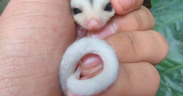  Top  Gingasie fara margini. 10 imagini cu pui de animale care-ti vor face ziua mai frumoasa