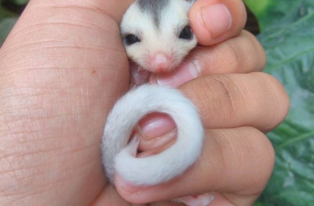 Gingasie fara margini. 10 imagini cu pui de animale care-ti vor face ziua mai frumoasa