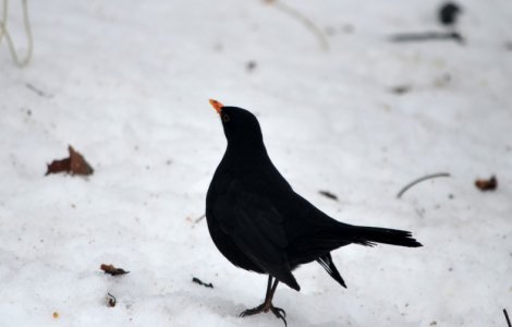 Un alt caz de gripa aviara confirmat in Bucuresti