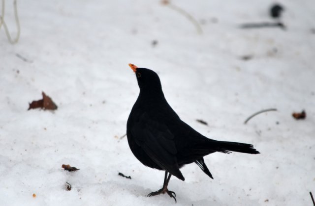 Un alt caz de gripa aviara confirmat in Bucuresti
