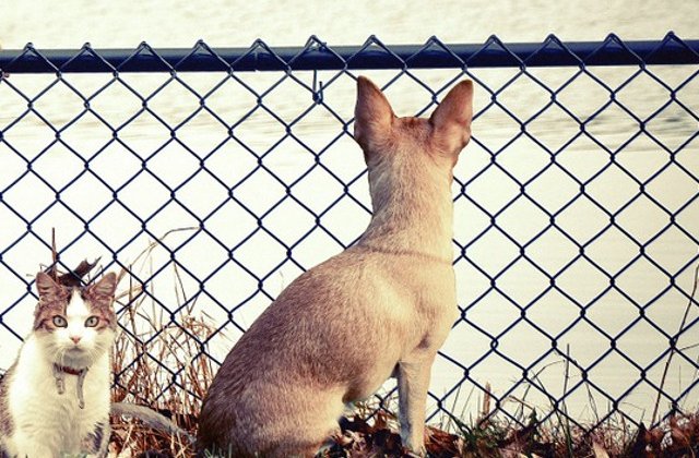 Invata sa iti faci animalul de companie fericit, respectand cele 5 sfaturi ale specialistilor