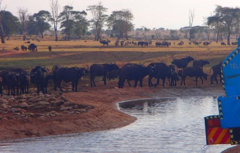 Conduce cateva ore in fiecare zi pentru a duce apa animalelor salbatic