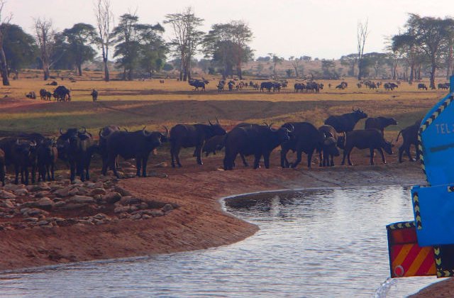 [FOTO] Conduce cateva ore in fiecare zi pentru a duce apa animalelor salbatice