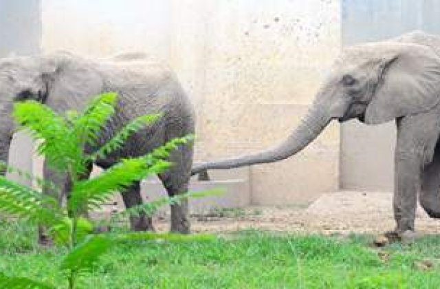 Elefant dependent de heroina