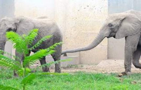 Elefant dependent de heroina