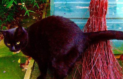 Vrajitorii si vindecatorii, interzisi de Moscova