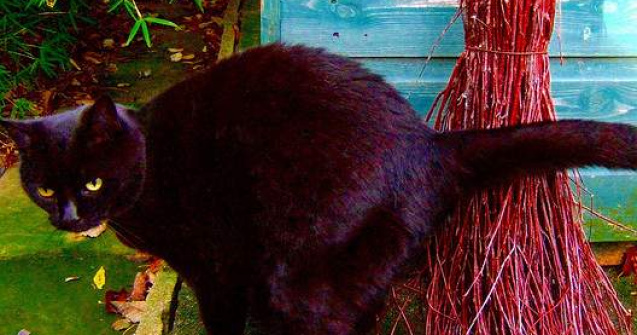 Vrajitorii si vindecatorii, interzisi de Moscova