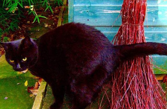 Vrajitorii si vindecatorii, interzisi de Moscova