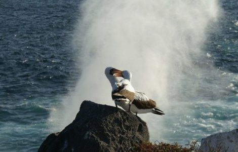 Cea mai batrana pasare de apa din lume inca mai depune oua