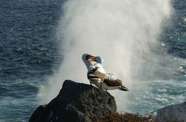 Cea mai batrana pasare de apa din lume inca mai depune oua