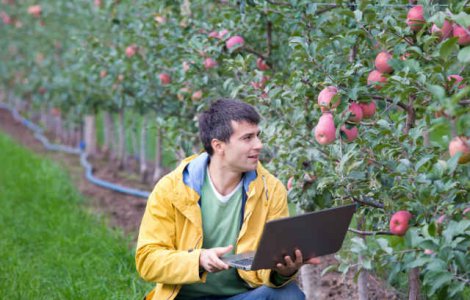 5 culturi de fructe profitabile. De ce ce ai nevoie pentru a porni o afacere in domeniu