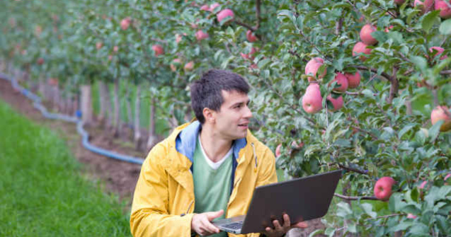 5 culturi de fructe profitabile. De ce ce ai nevoie pentru a porni o afacere in domeniu
