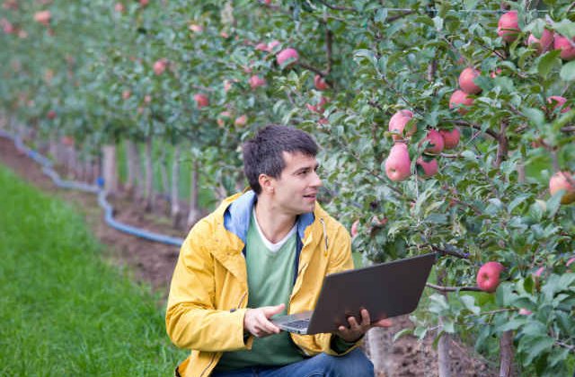 5 culturi de fructe profitabile. De ce ce ai nevoie pentru a porni o afacere in domeniu