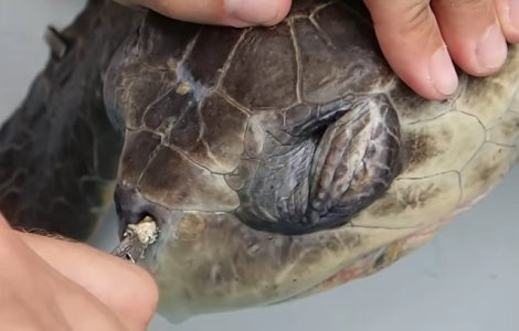 Broasca testoasa in agonie, din cauza plasticului din oceane - VIDEO