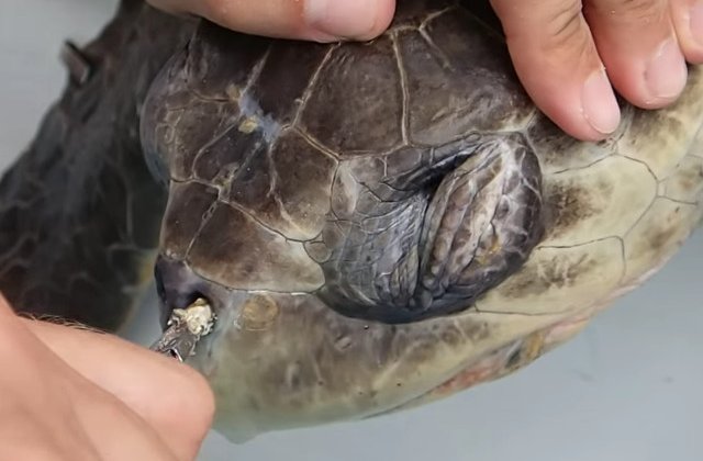 Broasca testoasa in agonie, din cauza plasticului din oceane - VIDEO