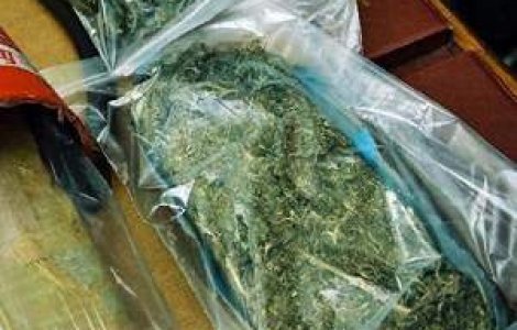 Marijuana, medicament-minune impotriva bacteriilor