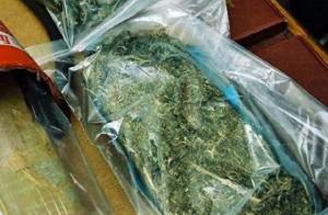 Marijuana, medicament-minune impotriva bacteriilor