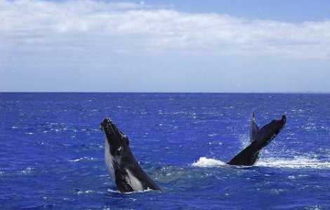 Un adolescent "a calarit" o balena