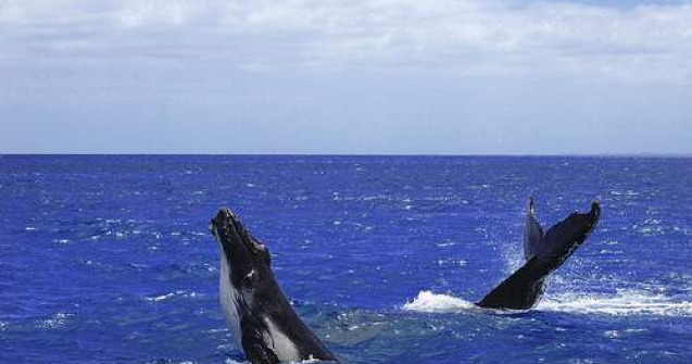 Un adolescent "a calarit" o balena