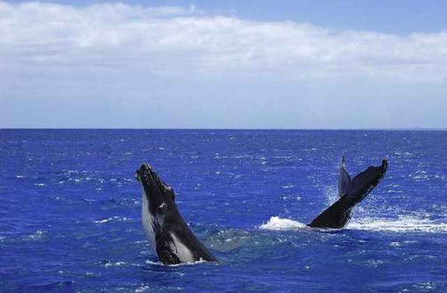 Un adolescent "a calarit" o balena